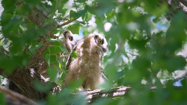View of Great Horned Owl juveniles perched in a tree after they fledged from the nest.