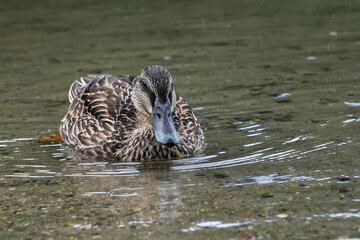  Close-up of a Duck Resting in Shallow Water