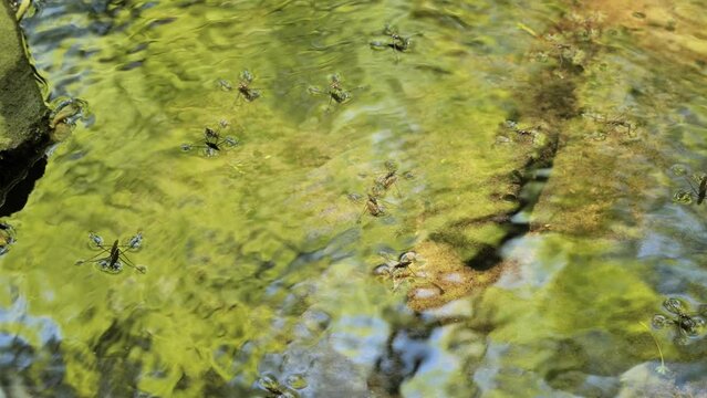 A flock of water striders (Gerridae) or water scooters runs along the surface of a small forest river in Delaware.