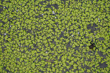 Close-Up of Green Aquatic Plants on Water Surface