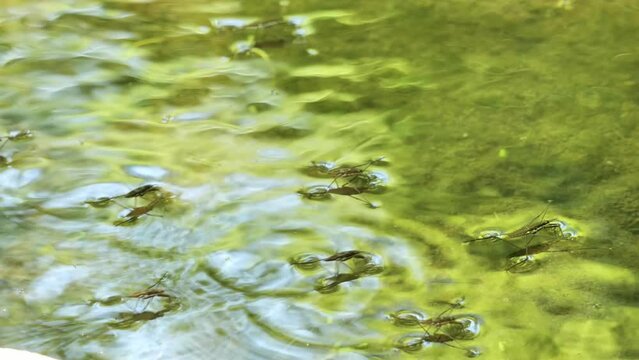 A flock of water striders (Gerridae) or water scooters runs along the surface of a small forest river in Delaware.