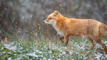 初雪とキタキツネ