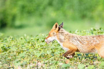 ネズミ咥えて