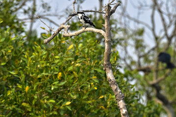 Pied Kingfisher in a nature. This photo was taken from Sundarbans Mangrove Forest, Sundorbon Tiger Reserve.