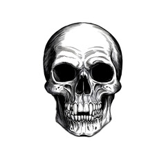 Obraz premium Transparent Background Human Skull Drawing