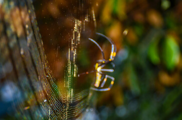 Close-up of spider on web
