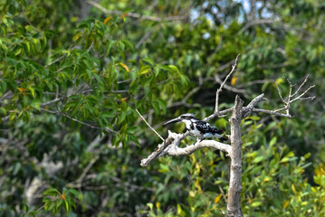 Pied Kingfisher in a nature. This photo was taken from Sundarbans Mangrove Forest, Sundorbon Tiger Reserve.