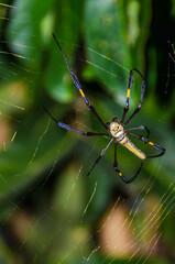 Close-up of spider on web