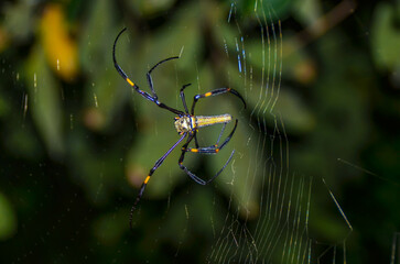 Close-up of spider on web