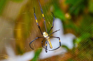 Close-up of spider on web
