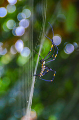 Close-up of spider on web