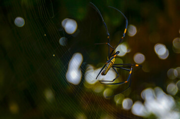 Close-up of spider on web