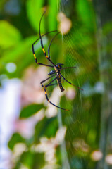 Close-up of spider on web