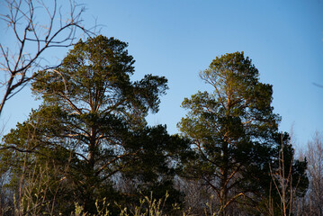 trees and sky