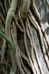 Close-up Texture of Bark on an Old Tree Trunk in the Forest