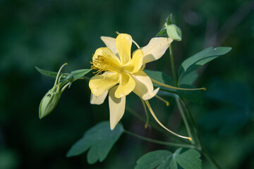 Fototapeta premium Golden columbine (Aquilegia chrysantha) flower