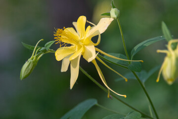 Golden columbine (Aquilegia chrysantha) flower