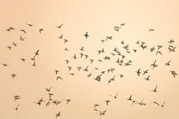 White Breasted Waterhen bird in the rain forest