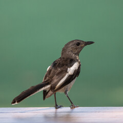 Oriental Magpie Robin bird standing on branch of tree,