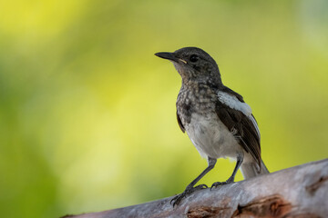 Oriental Magpie Robin bird standing on branch of tree,