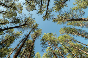 Fototapeta premium Lookin up through Ponderosa Pine Trees 