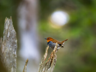 森の中で枯れ木に留まっているコマドリの雄