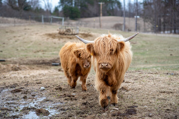 scottish highland cow