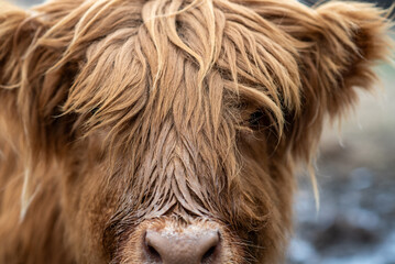 portrait of a cow scottish highland