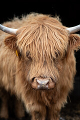 scottish highland cow