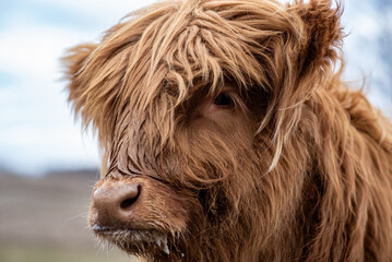 highland cow portrait baby 