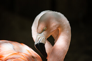 close up of a pink flamingo