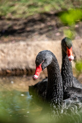 black swan on the lake