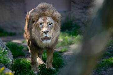 lion in the zoo