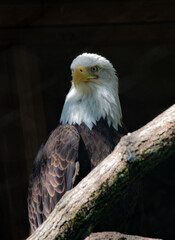 american bald eagle