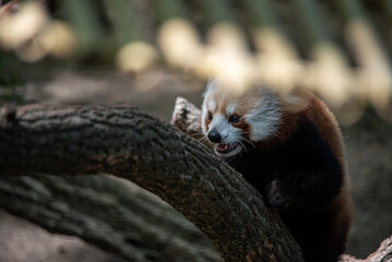 red panda in tree
