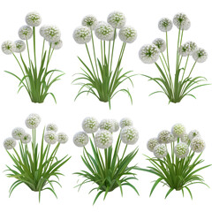 Green Allium Cepa Plant Set Isolated on Transparent or White Background, PNG