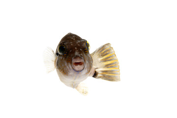 キタマクラ　釣りの魚　白バック