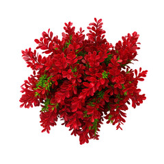 Vibrant red flowers with lush green leaves, perfect for nature, garden, and decoration themes. High-resolution image for versatile use.