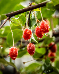 Barley trees, rain, raindrops, agriculture, crops, fruits, gardens,