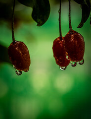 Barley trees, rain, raindrops, agriculture, crops, fruits, gardens,