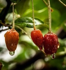 Barley trees, rain, raindrops, agriculture, crops, fruits, gardens,