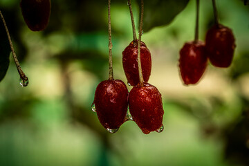 Barley trees, rain, raindrops, agriculture, crops, fruits, gardens,