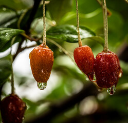 Barley trees, rain, raindrops, agriculture, crops, fruits, gardens,