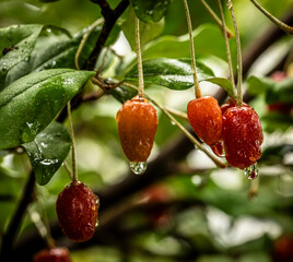 Barley trees, rain, raindrops, agriculture, crops, fruits, gardens,