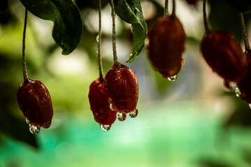 Barley trees, rain, raindrops, agriculture, crops, fruits, gardens,