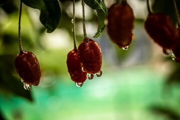 Barley trees, rain, raindrops, agriculture, crops, fruits, gardens,