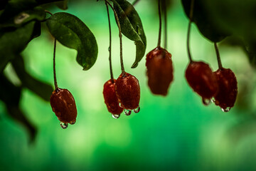 Barley trees, rain, raindrops, agriculture, crops, fruits, gardens,