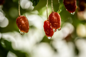 Barley trees, rain, raindrops, agriculture, crops, fruits, gardens,