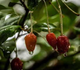 Barley trees, rain, raindrops, agriculture, crops, fruits, gardens,
