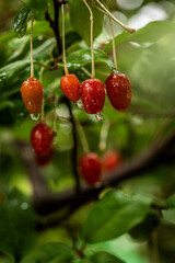 Barley trees, rain, raindrops, agriculture, crops, fruits, gardens,